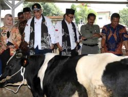 Produksi Susu Nasional Turun 40% akibat Penyakit Mulut dan Kuku