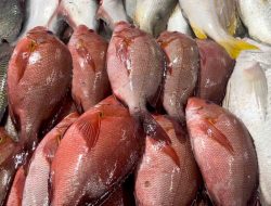 Produksi Ikan Laut Meningkat di Kabupaten Malang