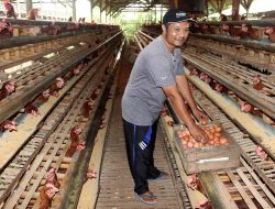 Musim Hujan Turunkan Produksi Telur 5%