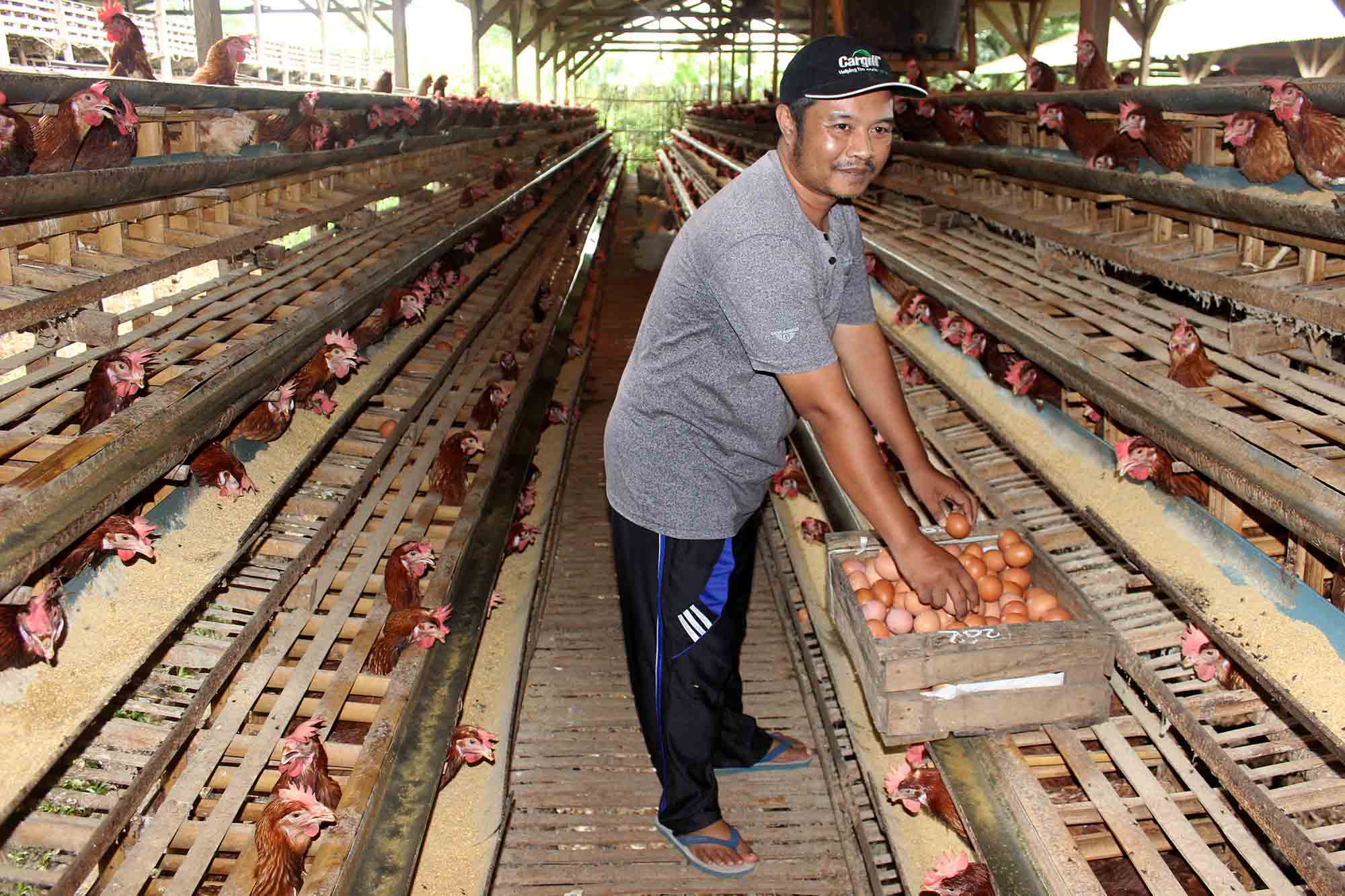 Peternak ayam di Kelurahan Wonokoyo, Kota Malang, Muhammad Yasin memamen telur di kandang miliknya, Senin (26/2). Foto : Dok. Tugusatu.com