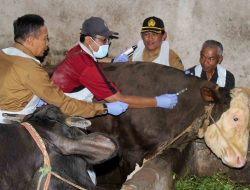 Pemkot Malang Vaksinasi Sapi Cegah PMK