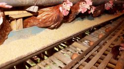 Peternakan ayam petelur di Kelurahan Wonokoyo, Kota Malang, Jawa Timur. Foto: Dok. Tugusatu.com