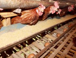 Harga Telur Ayam Diprediksi Terus Melonjak