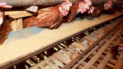 Kota Malang Kekurangan Daging Ayam