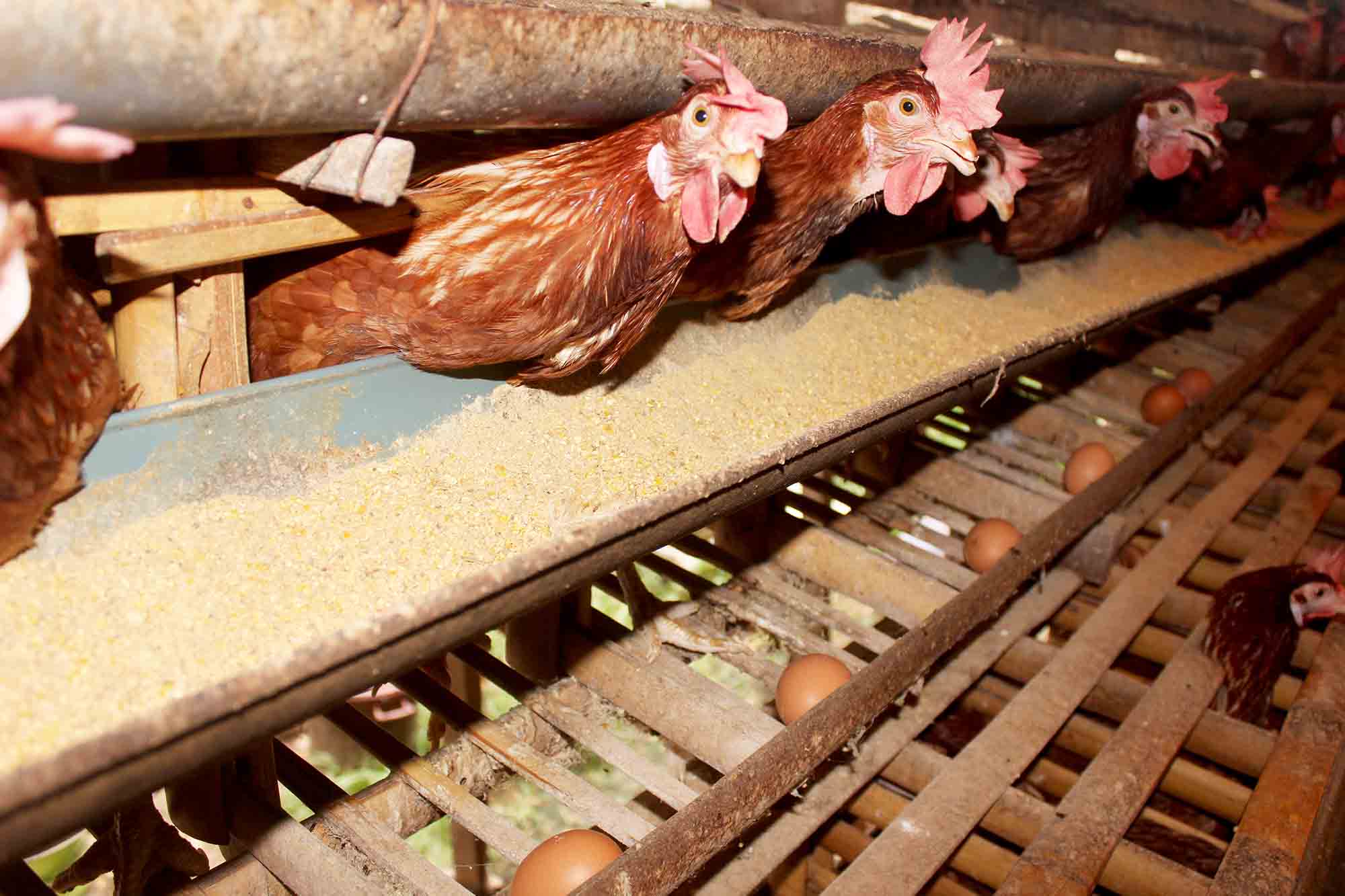Peternakan ayam petelur di Kelurahan Wonokoyo, Kota Malang, Jawa Timur. Foto: Dok. Tugusatu.com