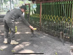 Kawanan Monyet Asal Wendit Masuk Pemukiman Warga