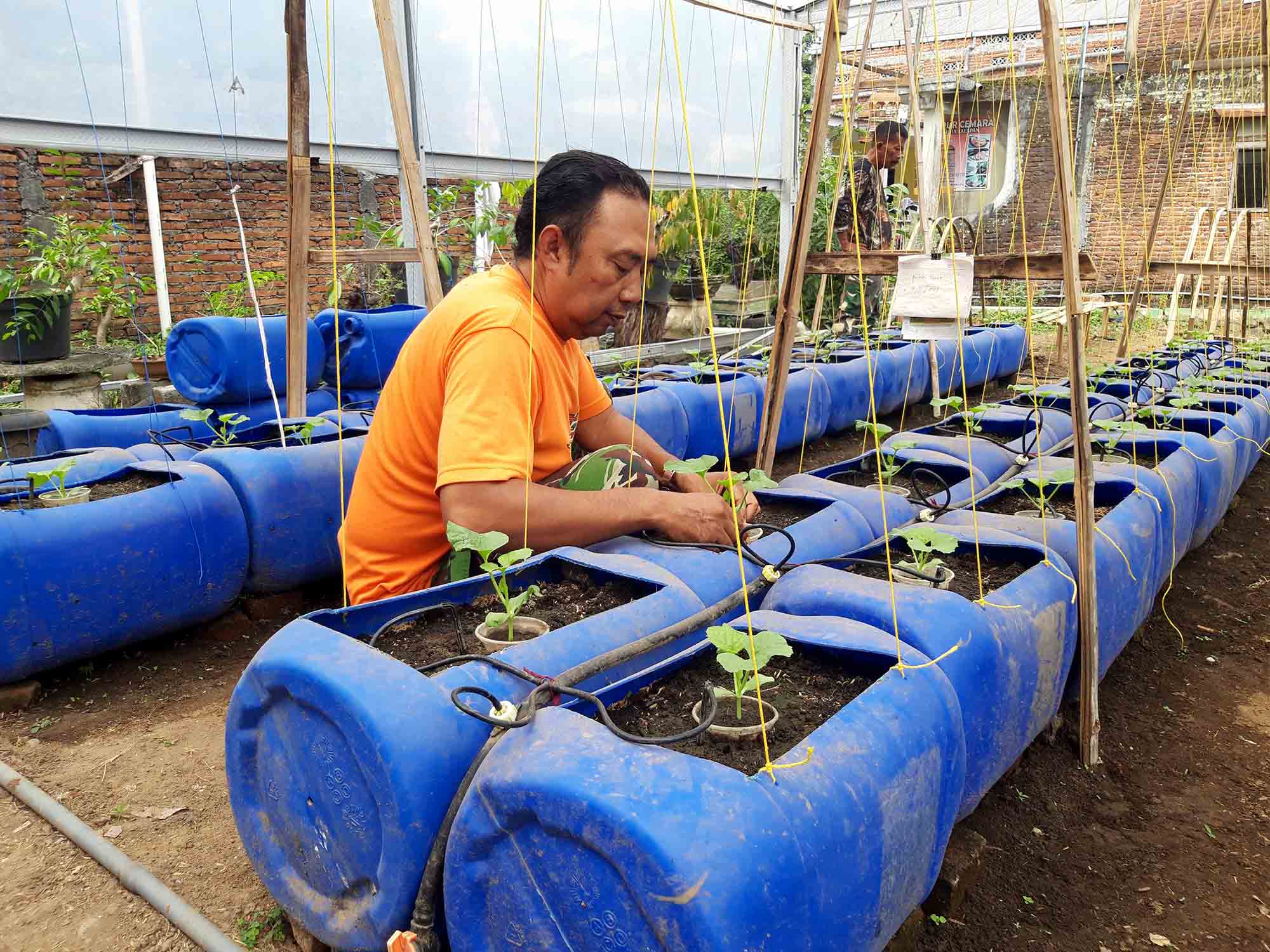 Ketua RW 5 Kelurahan Purwantoro, Kecamatan Blimbing, Kota Malang, Ageng Wijayakusuma merawat tanaman buah melon, Kamis (23/5). Foto: Tugusatu/Bagus Suryo