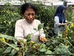 Solusi Ketahanan Pangan, Warga Kota Malang Berkebun Dalam Botol