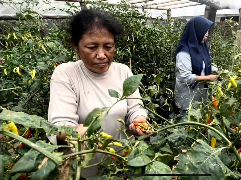 Warga memanen cabai di kebun botol RT 06 RW 05 Kelurahan Tlogomas, Kecamatan Lowokwaru, Kota Malang, Jumat (10/5). Foto: Tugusatu/Abdul Malik