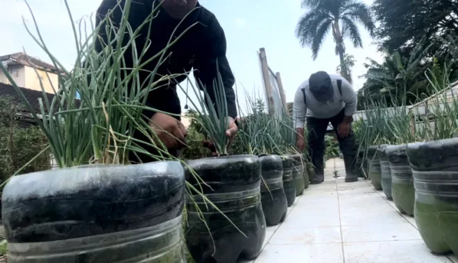 Anggota Poktan Kebun Botol merawat tanaman sayur.