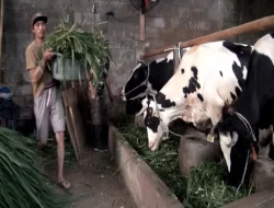 Peternak Sapi Lokal Waswas Program Susu Gratis Prabowo Justru Dinikmati Produsen Susu Bubuk