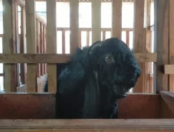 Mahasiswa UMM Kembangkan Susu Kambing Berprotein Tinggi