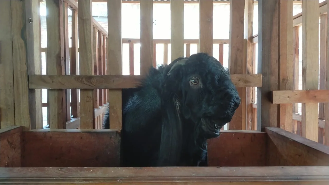 Kambing PE yang dibudidaya mahasiswa UMM. Ist