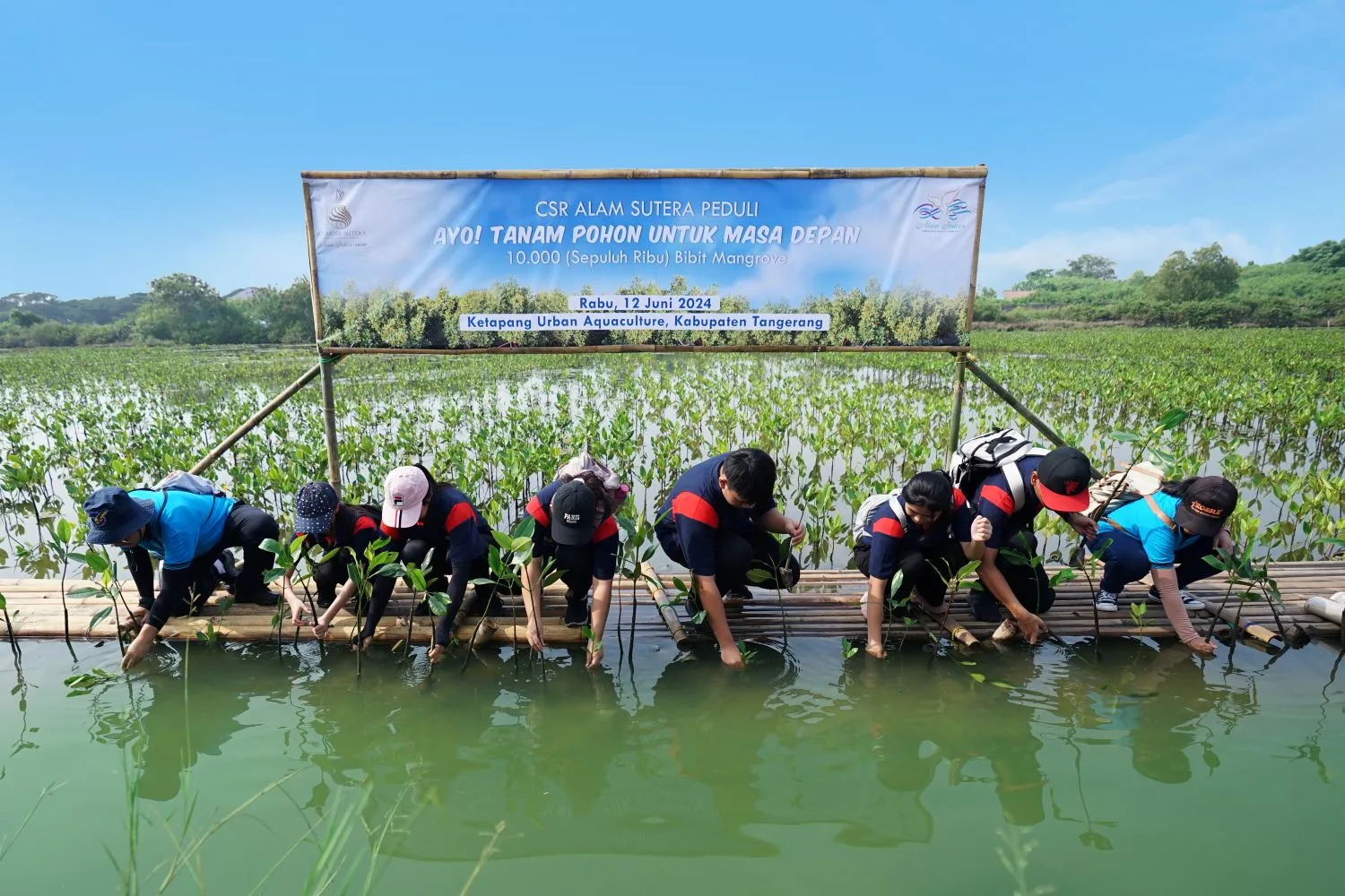 Penanaman pohon mangrove di Ketapang Urban Aquaculture, Rabu (12/6/2024). Ist