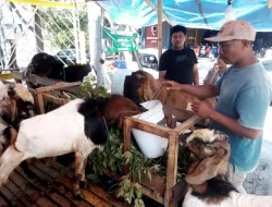 Kambing Jawa Randu Paling Laris untuk Kurban