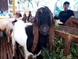 Segini Tarif Potong dan Pemrosesan Hewan Kurban di RPH Kota Malang