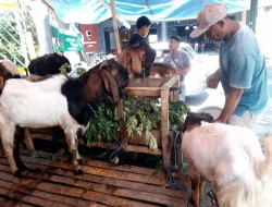 Kota Malang Perketat Penjualan Hewan Kurban, Begini Tanda Klinis PMK