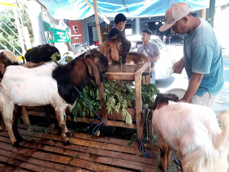 Penjual hewan kurban di Jalan Surfat, Kota Malang, Jawa Timur. Foto: Tugusatu/Bagus Suryo