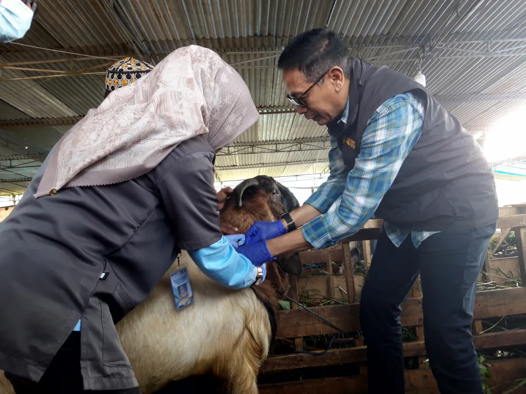 Penjabat Wali Kota Malang Wahyu Hidayat memeriksa kesehatan hewan kurban yang dijual pedagang di Sulfat, Kota Malang, Sabtu (15/6). Foto: Tugusatu/Bagus Suryo