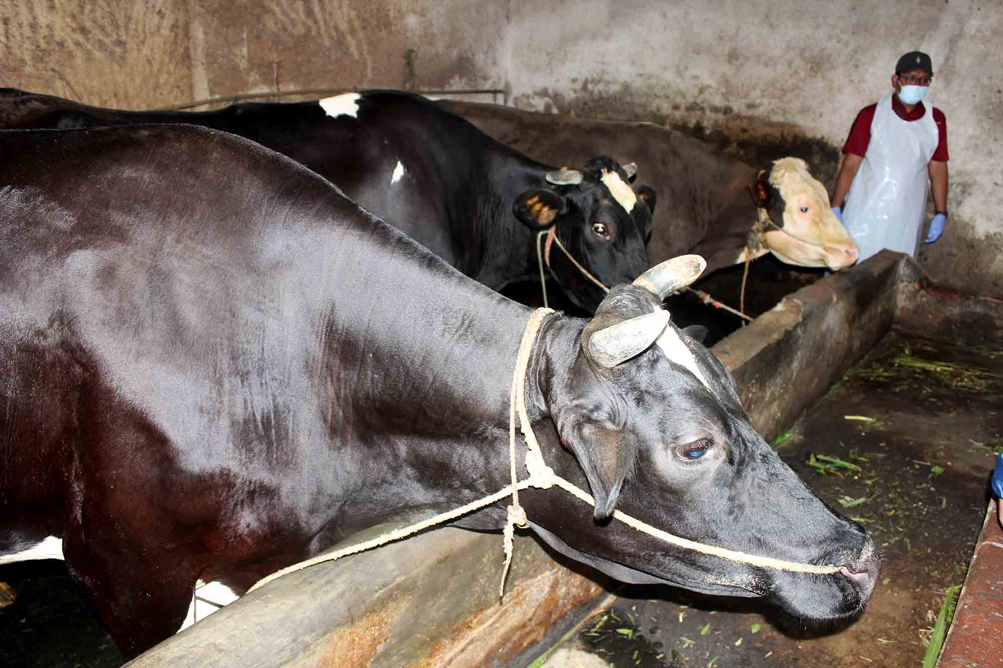 Peternakan sapi perah di Kota Malang, Jawa Timur. Foto: Tugusatu/Bagus Suryo