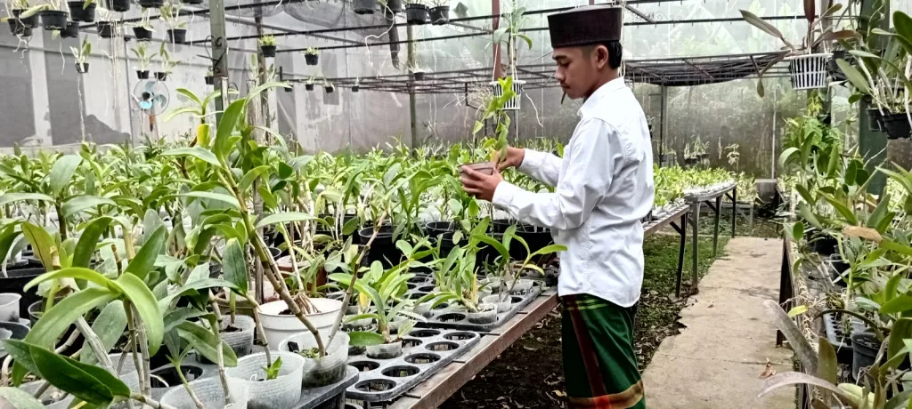 Santri di Pesantren Bahrul Maghfiroh, Kota Malang, sedang merawat tanaman angrek di unit bisnis agrofarm, Kamis (4/7). Foto: Dok. Pesantren Bahrul Maghfiroh Malang.