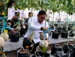 Dorong Pertanian Modern,  Wamen Pertanian Tinjau Keberhasilan Tanam Melon Smart Greenhouse