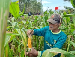 Sumarno, Petani Jagung Berhasil Berdayakan Masyarakat