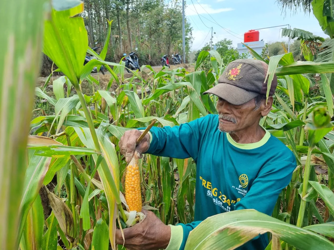 Sumarno, asal Ponorogo, di tengah sawah yang ditanami jagung di Ponorogo. Istimewa
