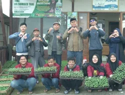 UMM Potato Seeds Kembangkan Benih Kentang