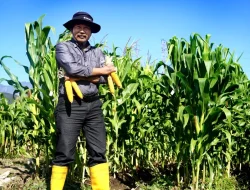 Profesor Pertanian Universitas Brawijaya Kembangkan Jagung Nusa di NTT