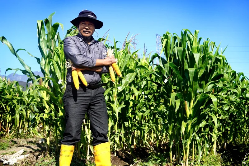 Guru Besar Fakultas Pertanian Universitas Brawijaya Prof Arifin Noor Sugiharto mengembangkan jagung hibrida Brawijaya Nusa di NTT. Foto: Dok. Humas UB