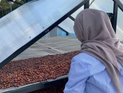 Mahasiswa UMM Kembangkan Smart Farming untuk Petani Kopi