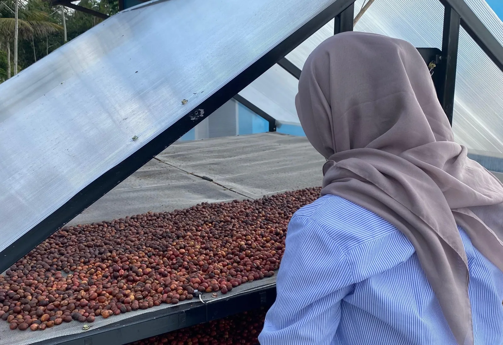 Mahasiswa UMM di Harjokuncaran, Malang, tengah mengeringkan kopi memnfaatkan teknologi. Istimewa
