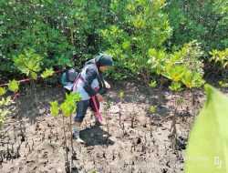 UMM Ajari Anak Muda Pentingnya Pohon Mangrove