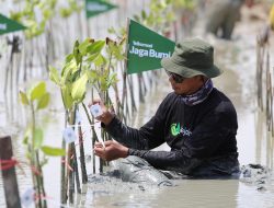 Kembali Tanam 10.600 Mangrove, Telkomsel Jaga Bumi Perkuat Implementasi ESG