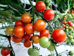 Harga Tomat dan Bawang Merah Dorong Inflasi Kota Malang 0,24%
