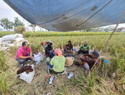 Bulog Malang Serap Beras Petani 3.014.700 kg