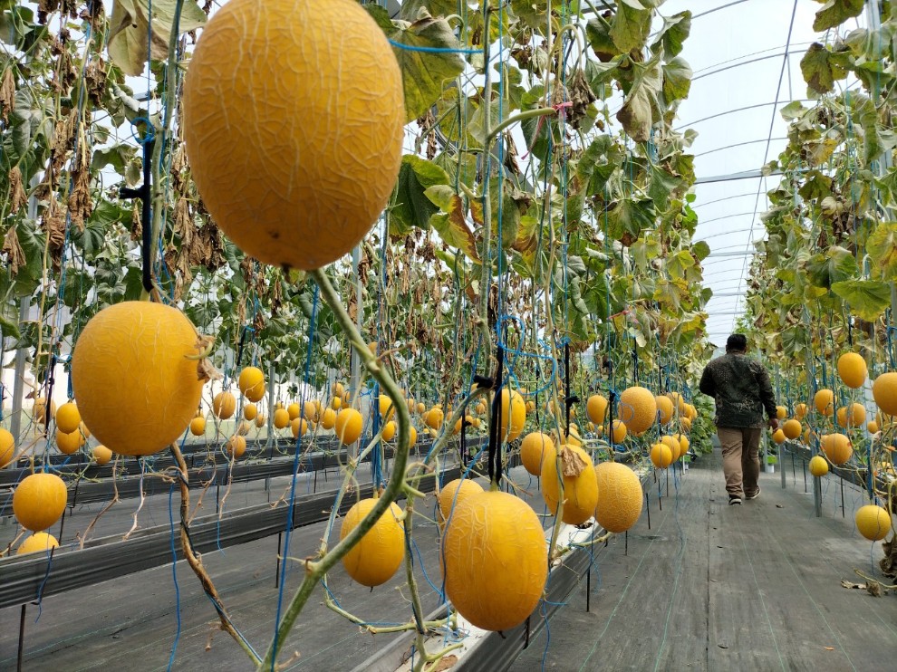 Balai Besar Pelatihan Pertanian (BBPP) Ketindan, Malang, Jawa Timur, panen buah melon ramah lingkungan di smart greenhouse berteknologi low cost smart farming. Foto: Tugusatu/Bagus Suryo