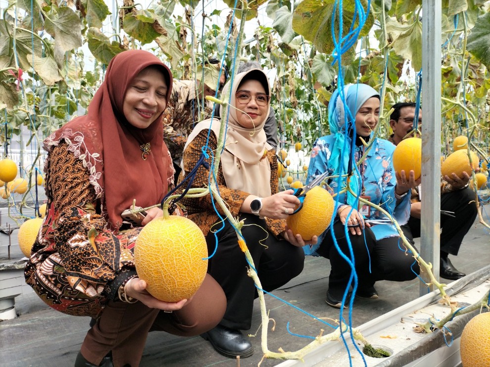 Panen buah melon hasil penerapan teknologi low cost smart farming di BBPP Ketindan, Malang, Jumat (21/2). Foto: Tugusatu/Bagus Suryo