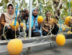 BBPP Ketindan Panen Buah Melon Hasil Teknologi AI