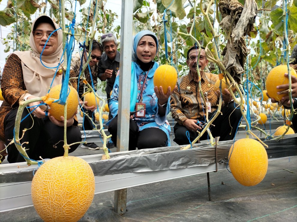 Balai Besar Pelatihan Pertanian (BBPP) Ketindan, Malang, Jawa Timur, panen perdana buah melon kualitas ekspor hasil penerapan teknologi low cost smart farming, Jumat (21/2). Foto: Tugusatu/Bagus Suryo