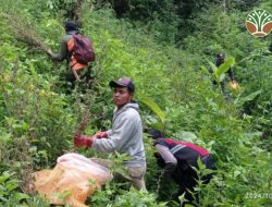 BBTNBTS Klarifikasi Ladang Ganja Barkaitan Pelarangan Drone