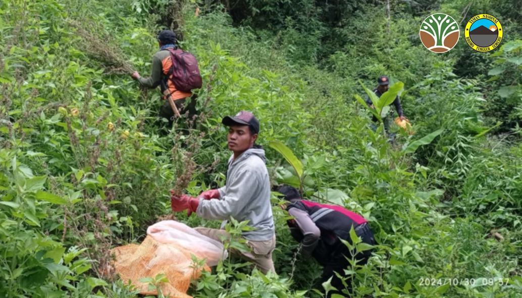 BB TNBTS melakukan penanganan atas temuan tanaman ganja bersama Polres Lumajang, TNI, dan perangkat Desa Argosari, Kecamatan Senduro, Kabupaten Lumajang. Foto: Dok BB TNBTS