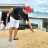 Permintaan Beras Menurun, Pemilik Usaha Penggilingan Padi di Malang Kurangi Beli Gabah