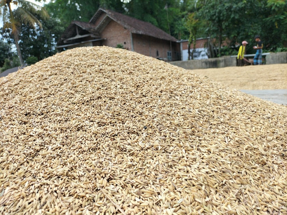 Petani di Desa Tunjungtirto, Kecamatan Singosari, Kabupaten Malang, Jawa Timur, menjemur gabah hasil panen, Senin (28/4). Foto: Tugusatu/Bagus Suryo