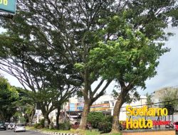 Pohon Kekayaan Heritage di Kota Malang