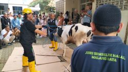 Akademisi Fakultas Kedokteran Hewan Universitas Brawijaya, Malang, Jawa Timur, sedang mengajari takmir Majid cara tepat menyembelih hewan sesuai prosedur berbasis sains. Foto: Tugusatu/Bagus Suryo