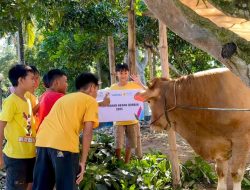 Memperingati Hari Raya Iduladha 1446 H, PLN Nusantara Power UP Brantas Salurkan Hewan Kurban