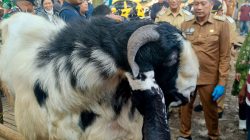 Wali Kota Malang Wahyu Hidayat mengecek kesehatan hewan kurban di Sawojajar. Foto: Tugusatu/Bagus Suryo