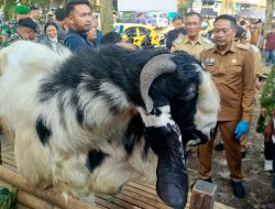 Wali Kota Wahyu Pastikan Kesehatan Hewan Kurban Bebas PMK